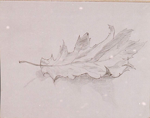 August Kutterer - Skizze eines Eichenblattes