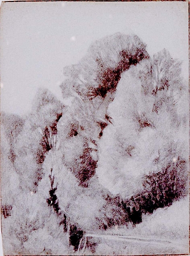 August Kutterer - Bäume