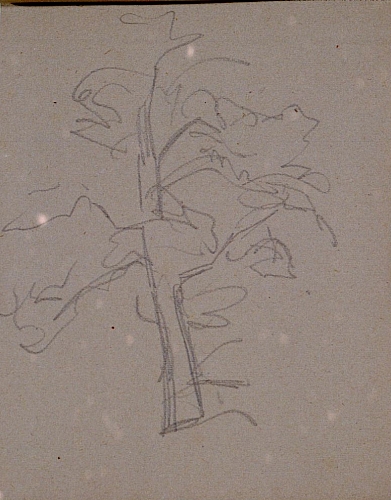 August Kutterer - Skizze eines Baumes